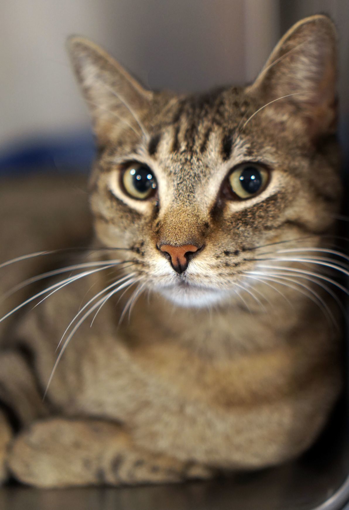 Adopt a friend: Shane